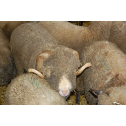 Agneau Essonne 1ere heure