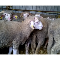 Agneau Dreux 2eme heure